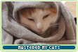 mycatsmaster